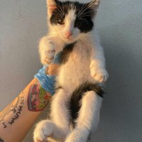 Jasper gattino di 2 mesi