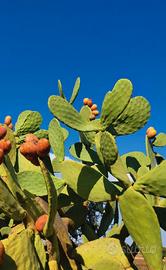 PIANTE DI FICO D'INDIA DI SICILIA