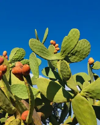PIANTE DI FICO D'INDIA DI SICILIA