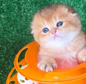 Scottish fold maschio golden shell ny12