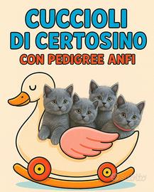 Cuccioli di certosino 