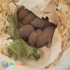 Criceti Dorati - Nuova Cucciolata dal 15/12/25