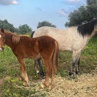 Puledro anglo- arabo