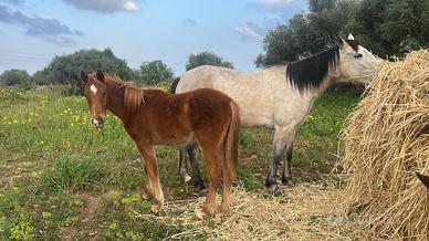 Puledro anglo- arabo