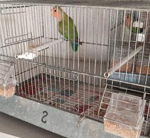 Inseparabile Maschio