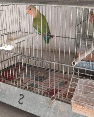 Inseparabile Maschio