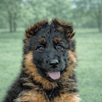 Pastore tedesco pelo lungo