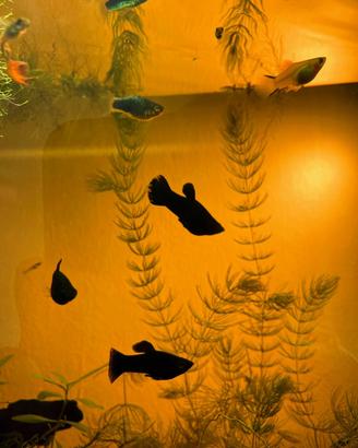 Platy e guppy