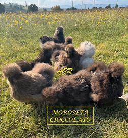 Galline Moroseta