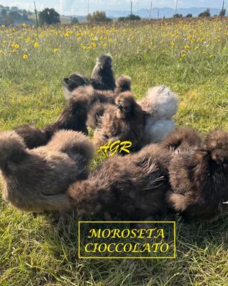 Galline Moroseta
