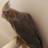 Calopsite allevate a mano