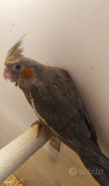 Calopsite allevate a mano