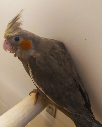 Calopsite allevate a mano