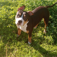 Pitbull terrier originale (multicolor)