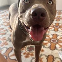 Pitt bull di 15 mesi