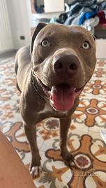 Pitt bull di 15 mesi