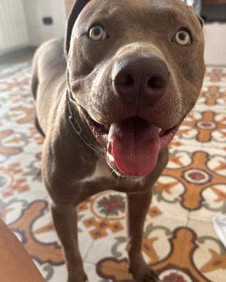 Pitt bull di 15 mesi