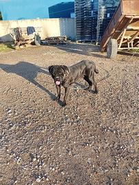 Cuccioli di cane corso
