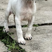 Cuccioli pointer gran pedigree