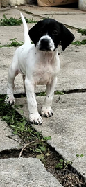Cuccioli pointer gran pedigree