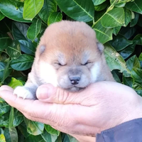 Strepitosi Cuccioli Shiba Inu Pedigree Enci