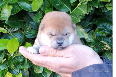 Strepitosi Cuccioli Shiba Inu Pedigree Enci