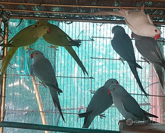 Parrocchetti dal collare