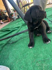 Cuccioli cane corso