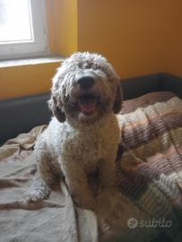 Cuccioli di lagotto romagnolo
