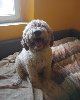 Cuccioli di lagotto romagnolo