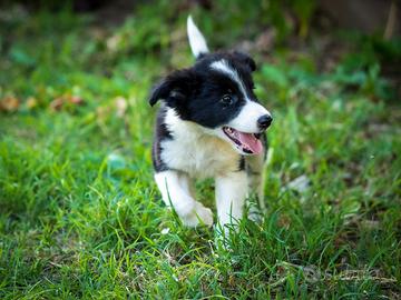 Cucciola femmina border collie