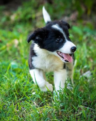Cucciola femmina border collie