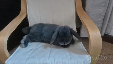 Miniloop femmina super selezionata