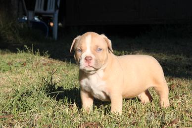 American bully / Amstaff / bulldog