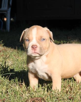 American bully / Amstaff / bulldog