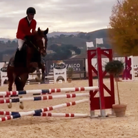 Cavalla sella italiana 6 anni salto ostacoli