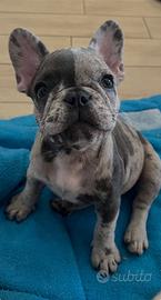 Bulldog francese cuccioli