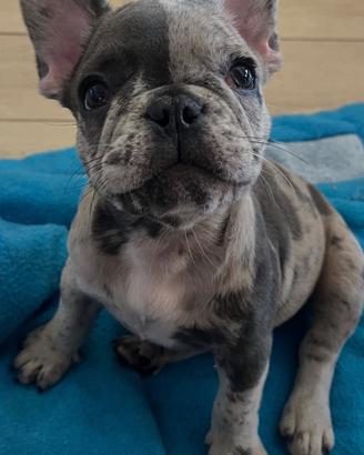 Bulldog francese cuccioli