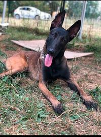 Ren il MALINOIS di 1 anno