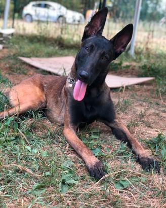 Ren il MALINOIS di 1 anno
