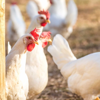 Coppie giovani gallo e gallina livornesi