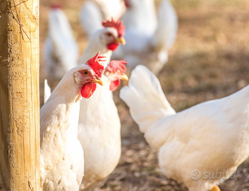 Coppie giovani gallo e gallina livornesi