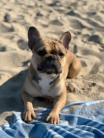 Monta per femmina di bulldog francese