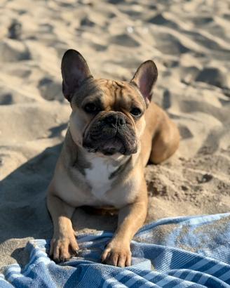 Monta per femmina di bulldog francese