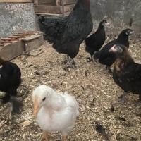 Galline ornamentali colorate