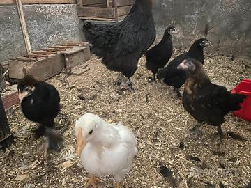 Galline ornamentali colorate