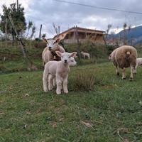 Pecore e Agnelli TEXEL 4RR