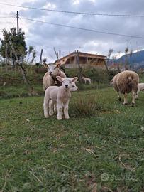 Pecore e Agnelli TEXEL 4RR