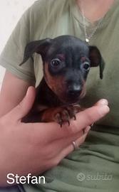 Pinscher nano