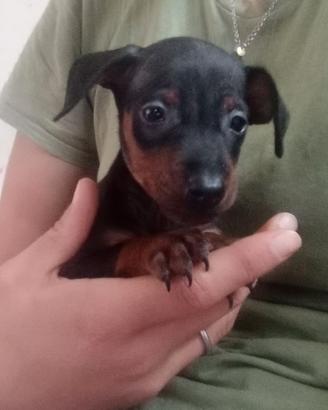 Pinscher nano
